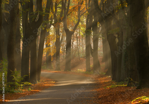 Sunrays and beautiful autum colors in the forest.