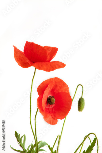 Two Beautiful Red Poppies on white background