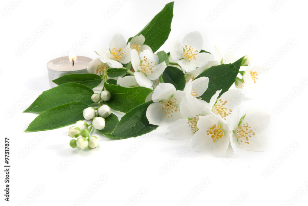Obraz premium Fresh flowers and leaves of jasmine on a white background