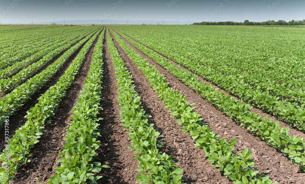 soybean 2 soybean 2