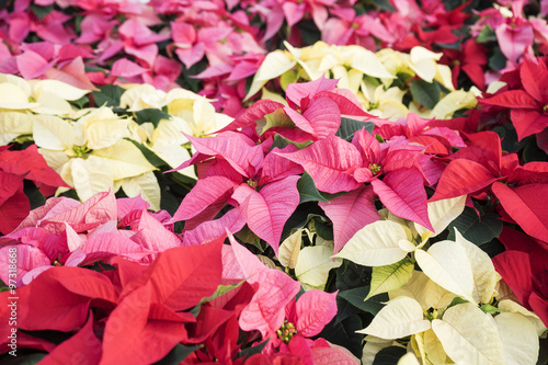 Fototapeta Naklejka Na Ścianę i Meble -  Colorful Christmas Poinsettias