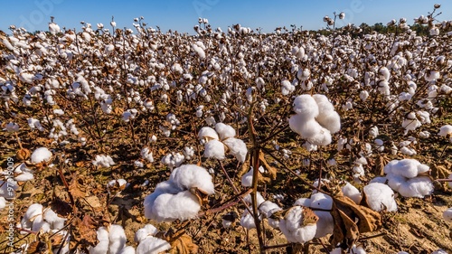 inside of a cotton field in south carolina usa