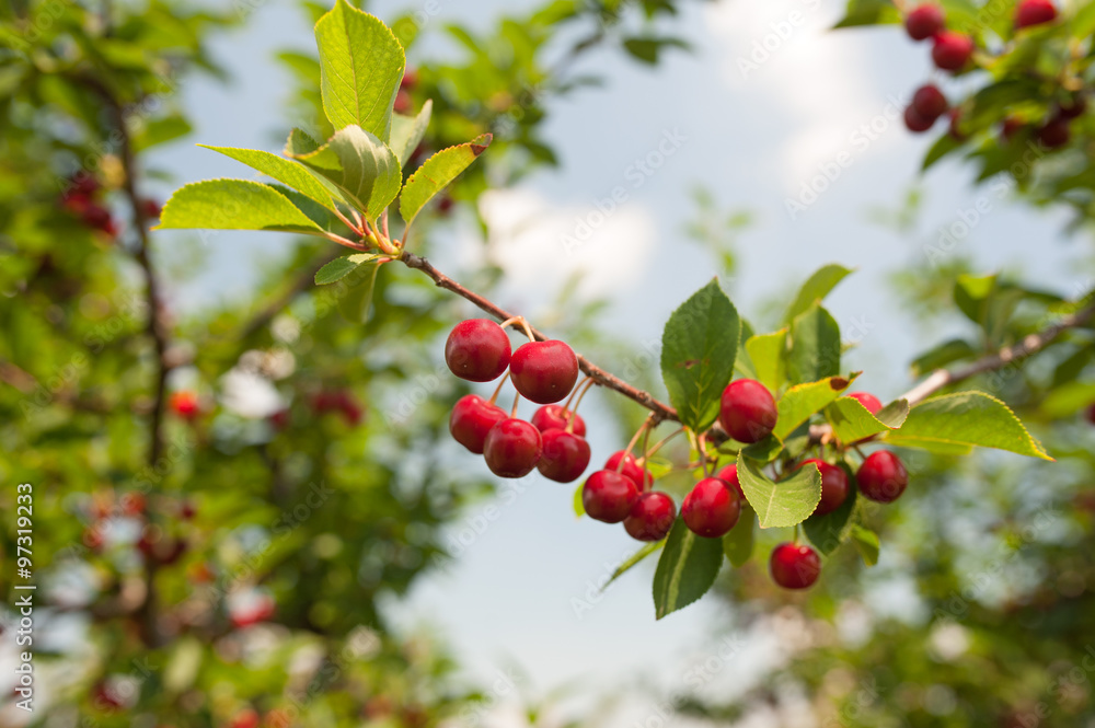 cherry 3 cherry 3