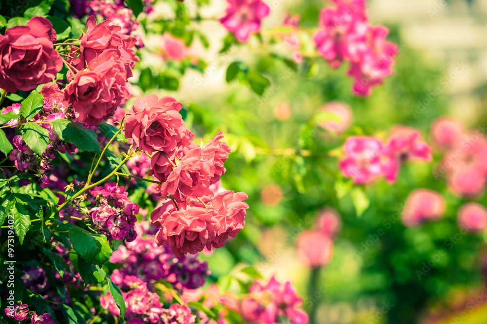 Bush of beautiful roses in a garden Bush of beautiful roses in a garden