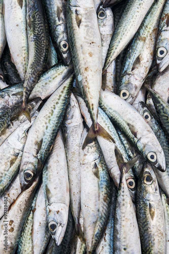 Fish Fish