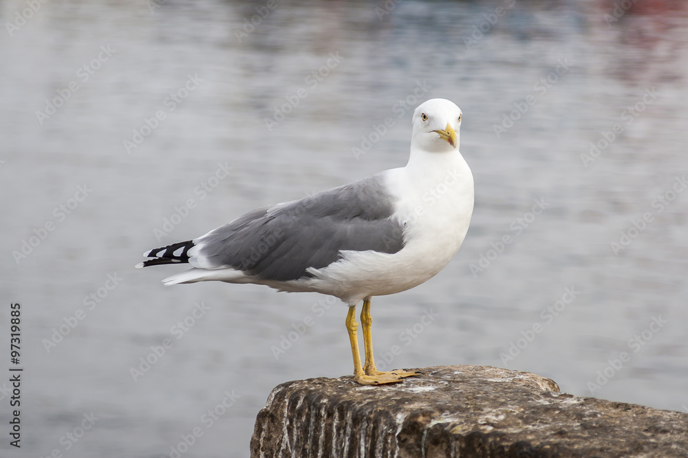 Bird Bird