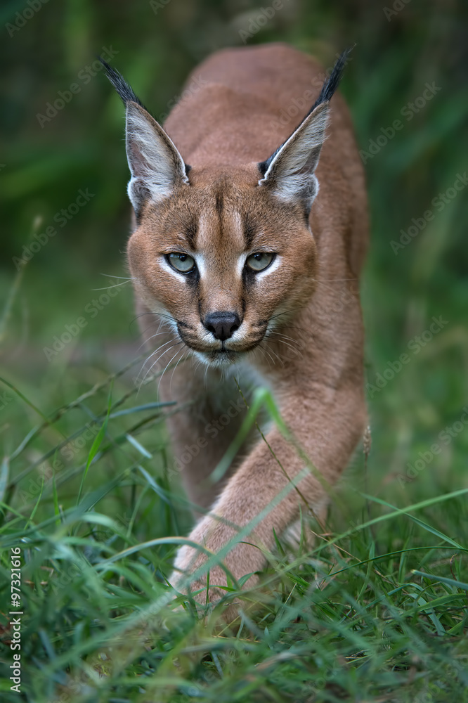 Naklejka premium Caracal/Caracal stalking directly toward viewer through long green grass and foliage