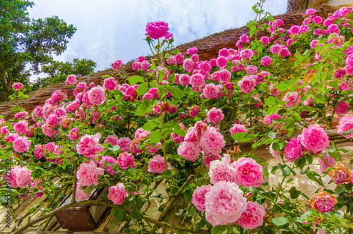 Wallpaper Mural Beautiful pink roses growing on a wall Torontodigital.ca