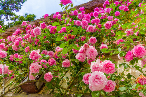 Fototapeta Naklejka Na Ścianę i Meble -  Beautiful pink roses growing on a wall