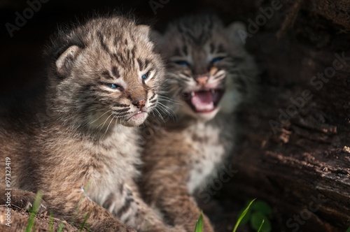 Bobcat Kitten (Lynx rufus) Tries to Ignore Crying Sibling