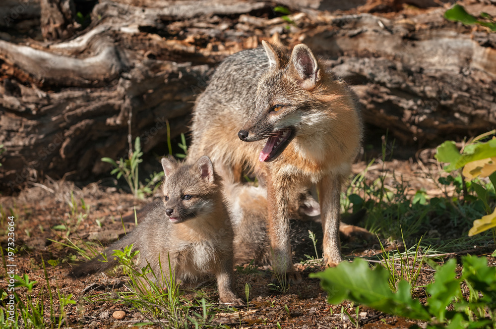 Kit Stands with Grey Fox Vixen (Urocyon cinereoargenteus) Kit Stands with Grey Fox Vixen (Urocyon cinereoargenteus)