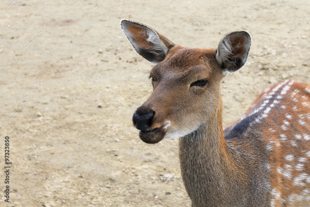 Deer close up squinting chewing food Deer close up squinting chewing food