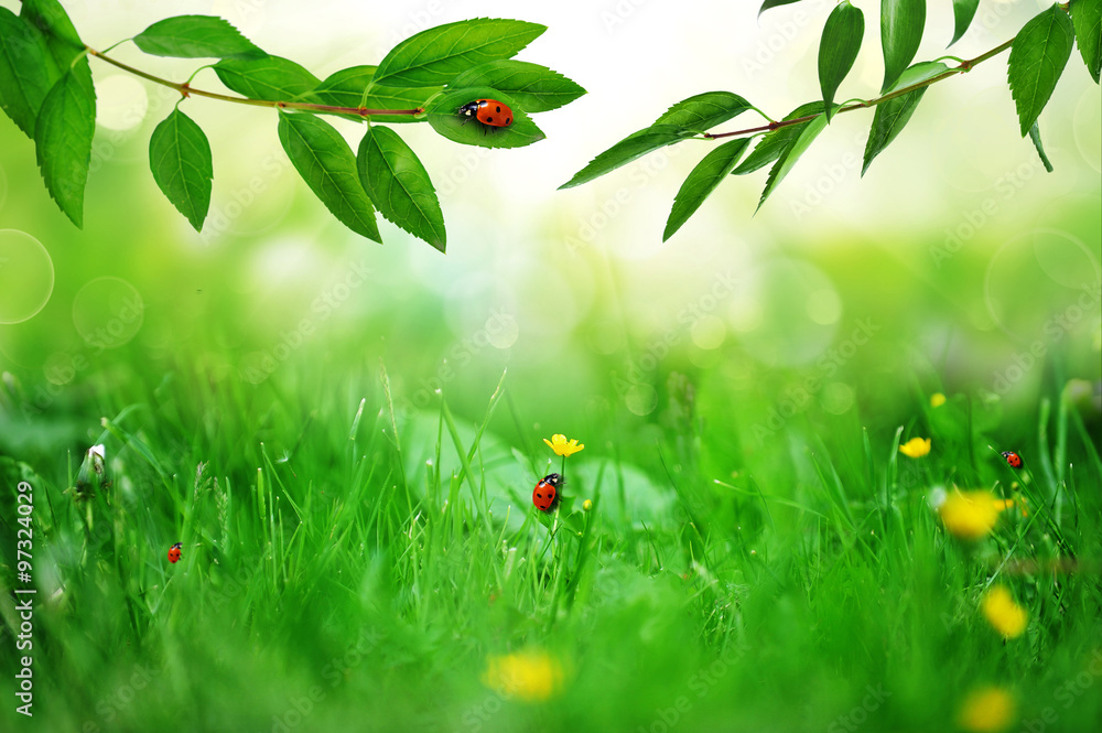 Naklejka premium sunny green field with ladybugs