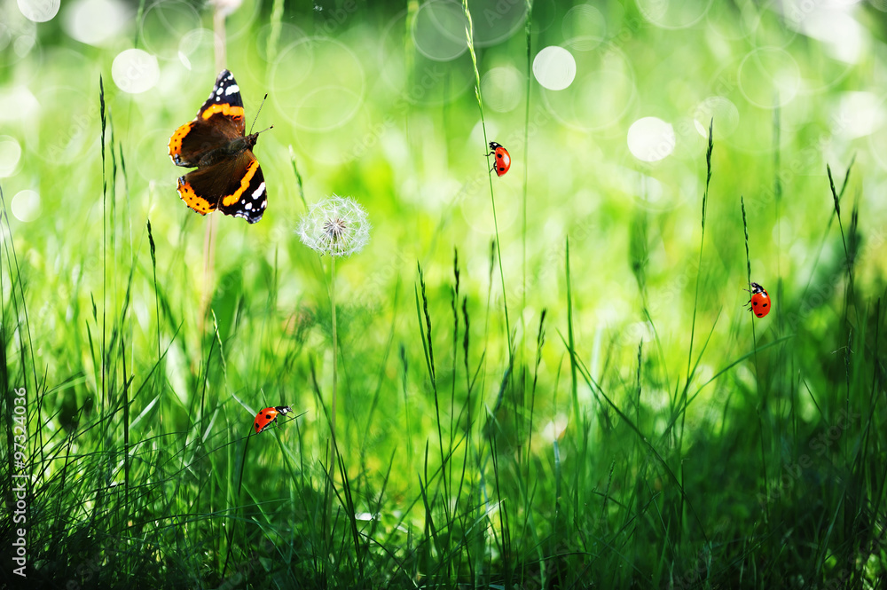 Obraz premium sunny green field with ladybugs and butterfly