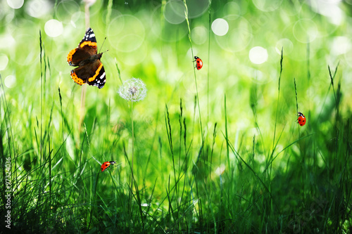 sunny green field with ladybugs and butterfly