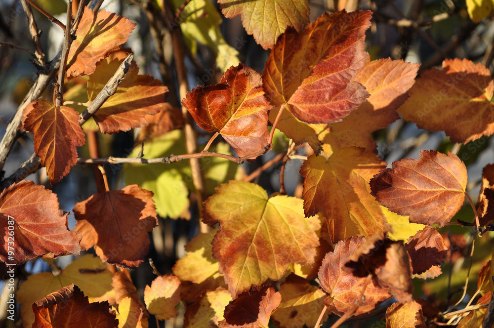 yellow leaves closeup yellow leaves closeup