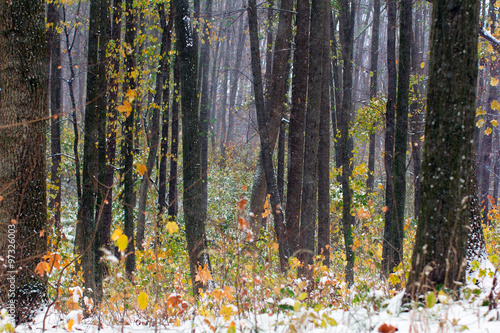 yellow and green autumn forest covered with snow