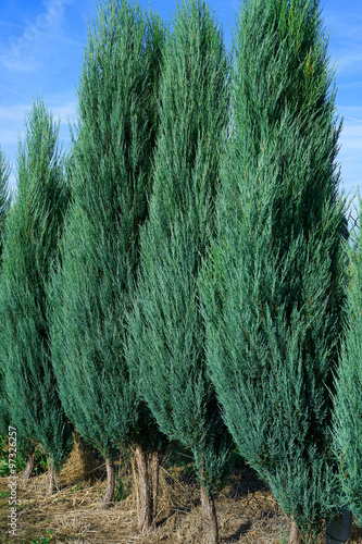 Hedge of Juniperus scopulorum Blue Arrow