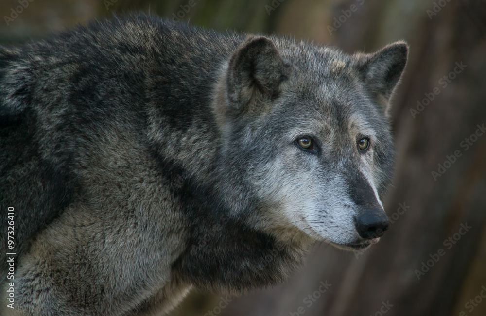 Gray wolf portrait Gray wolf portrait