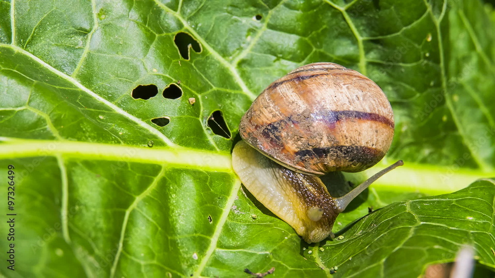 Macro: Snail Moving On Green Foliage Macro: Snail Moving On Green Foliage