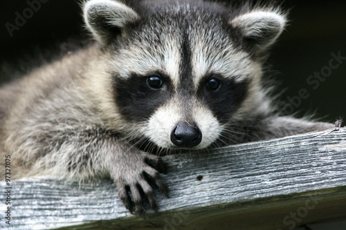 Baby raccoon ventures from nest