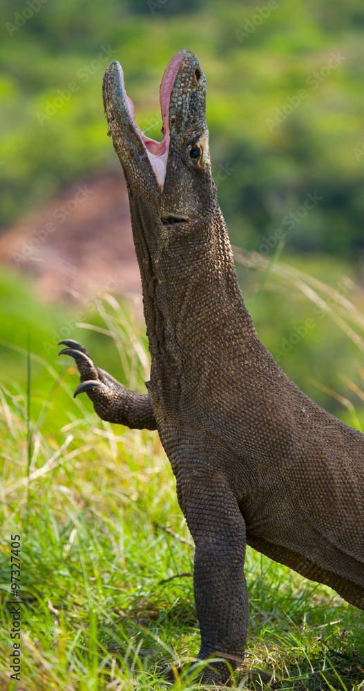 Komodo dragon is on the ground. Interesting perspective. The low point shooting. Indonesia. Komodo National Park. An excellent illustration. Komodo dragon is on the ground. Interesting perspective. The low point shooting. Indonesia. Komodo National Park. An excellent illustration.