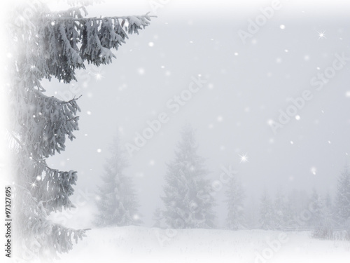 Snowy fir trees background in mountain fog 