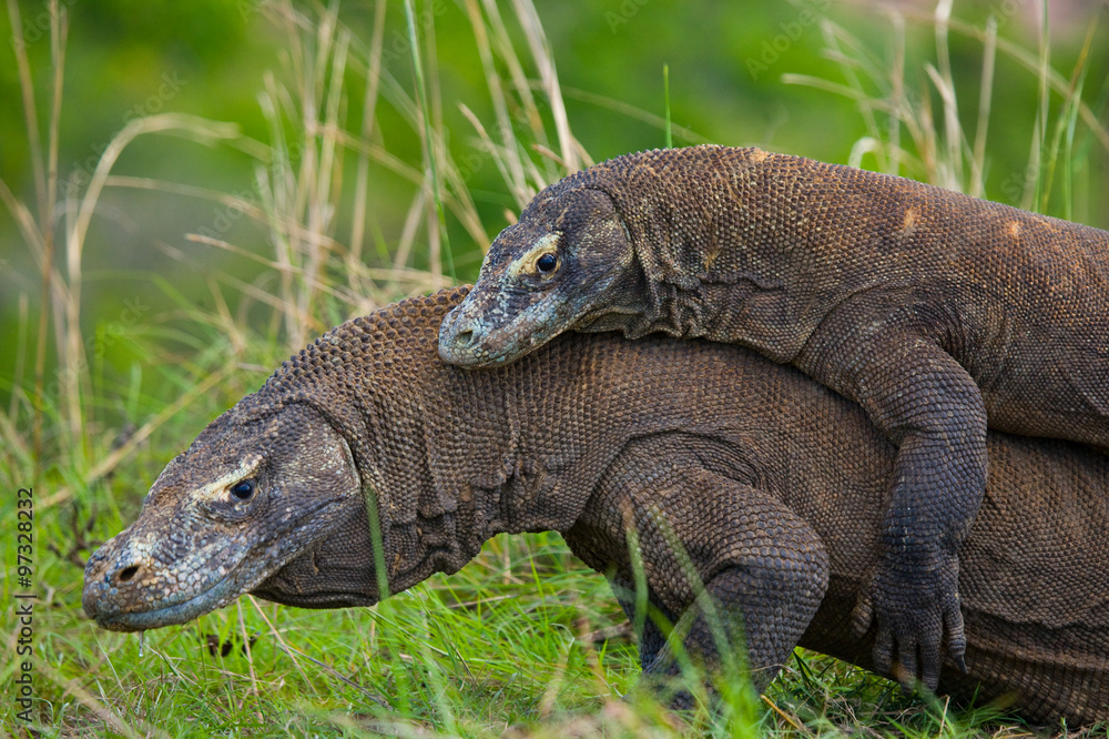 Komodo Dragons are fighting each other. Very rare picture. Indonesia. Komodo National Park. An excellent illustration. Komodo Dragons are fighting each other. Very rare picture. Indonesia. Komodo National Park. An excellent illustration.