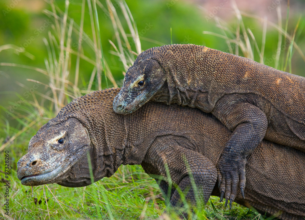 Obraz premium Komodo Dragons are fighting each other. Very rare picture. Indonesia. Komodo National Park. An excellent illustration.