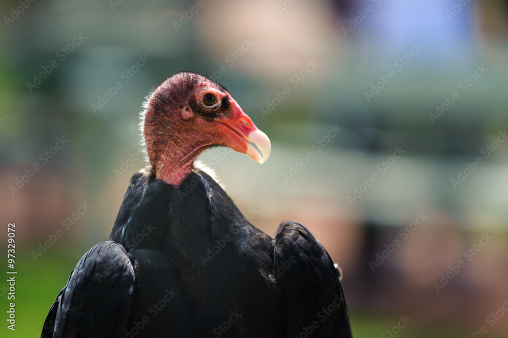 Turkey Vulture profile, Alberta, Canada Turkey Vulture profile, Alberta, Canada
