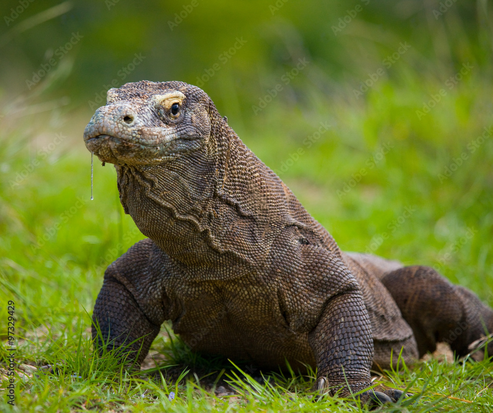 Komodo dragon is on the ground. Interesting perspective. The low point shooting. Indonesia. Komodo National Park. An excellent illustration. Komodo dragon is on the ground. Interesting perspective. The low point shooting. Indonesia. Komodo National Park. An excellent illustration.