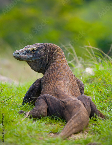 Komodo dragon is on the ground. Interesting perspective. The low point shooting. Indonesia. Komodo National Park. An excellent illustration.