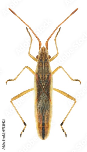 Bug Myrmus miriformis