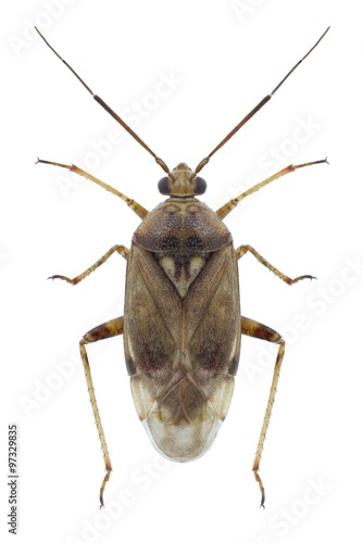 Bug Lygus rugulipennis