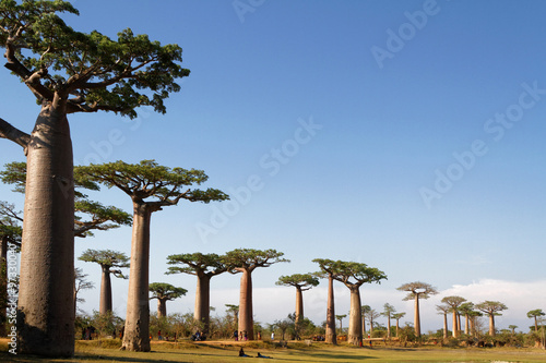 Fototapeta Aleja baobabów