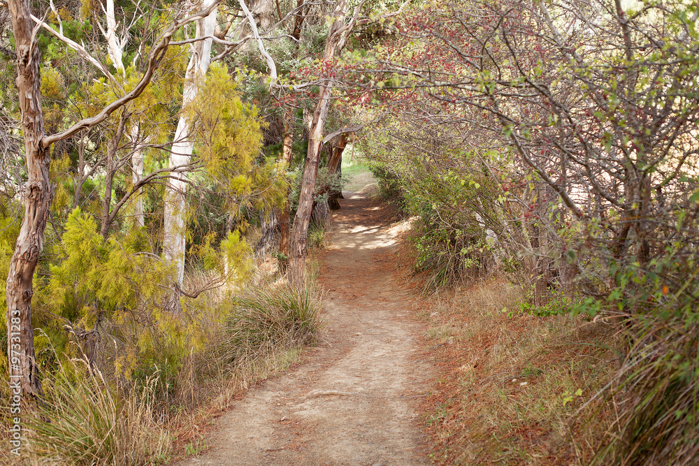 Bush Walking Track