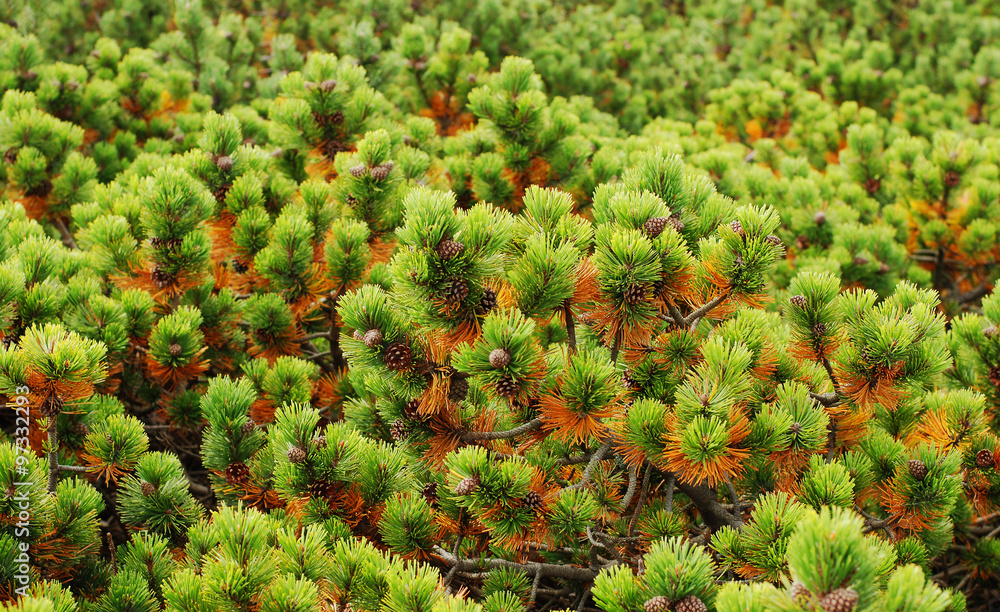 Fototapeta premium Limber Pine Tree Background