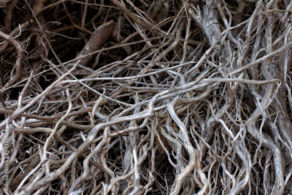 Dead and twisted dead tree branches