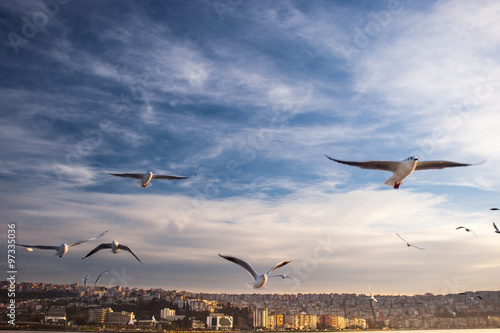 Seagulls and city