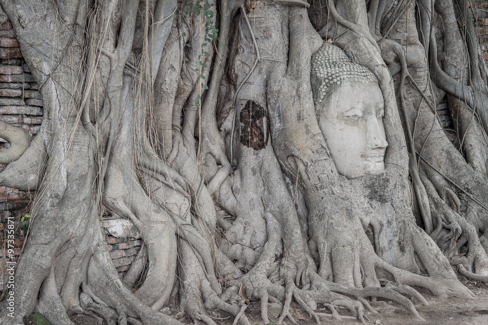 Head of buddha statue at Ayutthaya, Thailand Head of buddha statue at Ayutthaya, Thailand