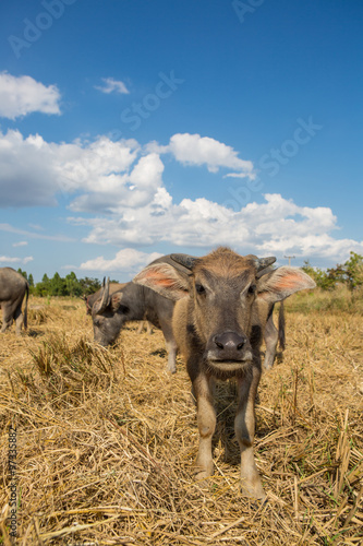 Fototapeta Naklejka Na Ścianę i Meble -  Water buffalo standing on rice field after harvest under beautif