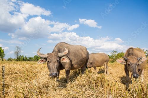 Water buffalo standing on rice field after harvest under beautif