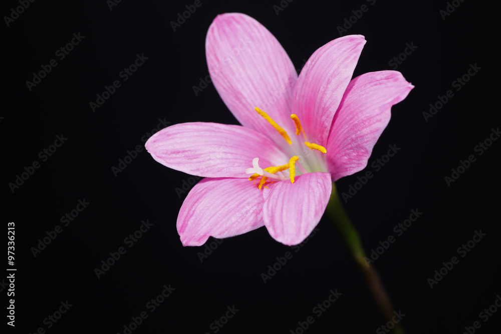 Zephyranthes grandiflora Zephyranthes grandiflora