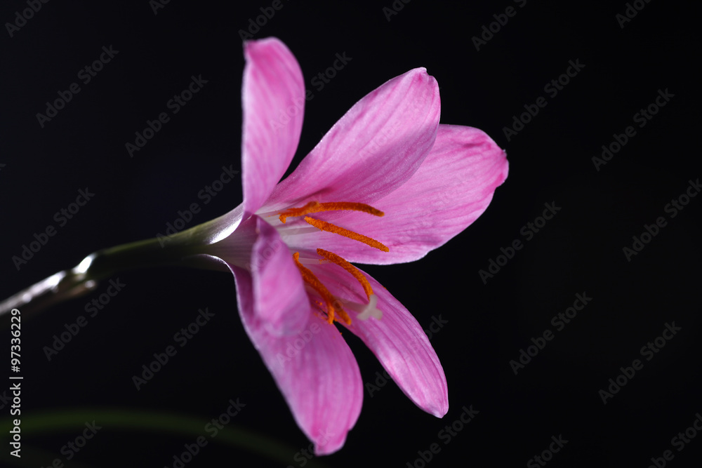 Fototapeta premium Zephyranthes grandiflora
