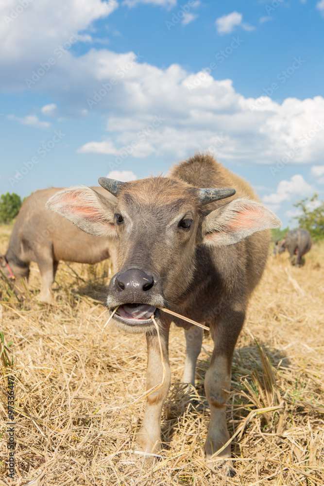Fototapeta premium Water buffalo standing on rice field after harvest under beautif