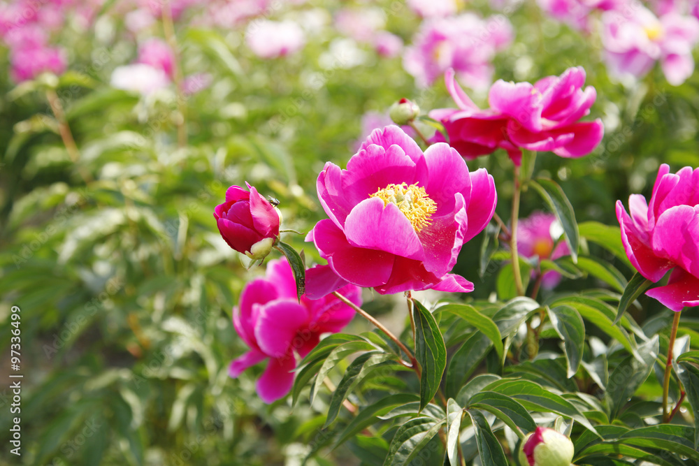 The peony in the park