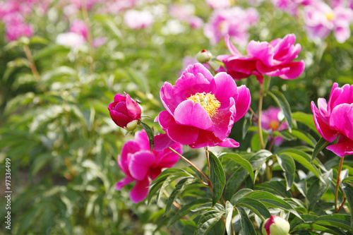 The peony in the park