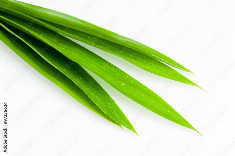 closeup green fresh Pandan leaves, Thai herbal closeup green fresh Pandan leaves, Thai herbal
