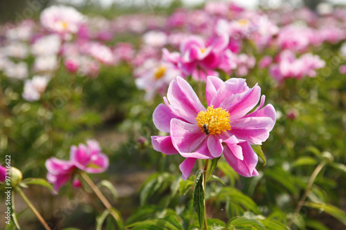 The peony in the park