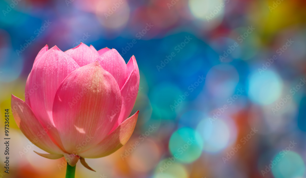 Water lily flower over colorful background